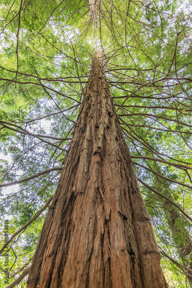 Fototapeta premium European big redwood forest in autumn