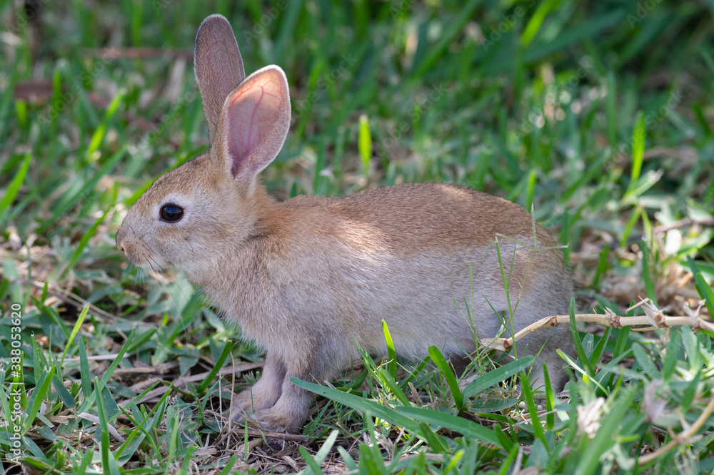 Fototapeta premium Conejo en jardín con césped.