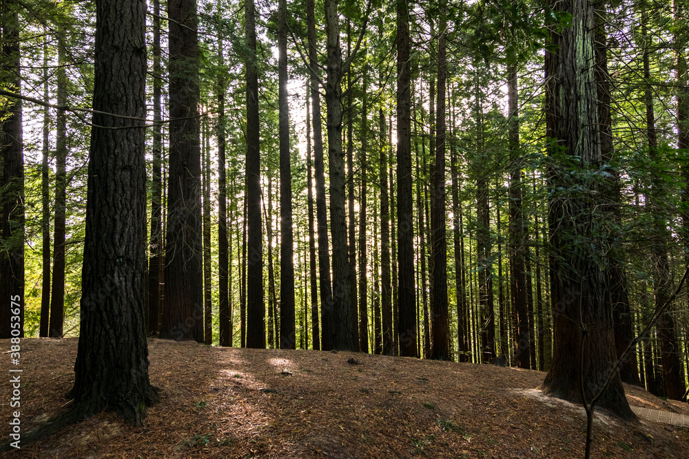 Fototapeta premium European big redwood forest in autumn