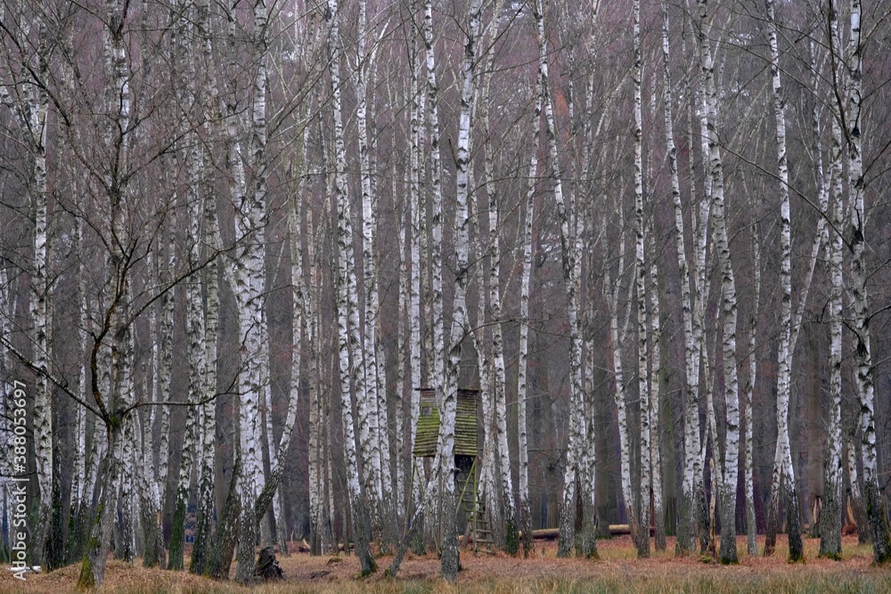 Fototapeta premium autumn in a birch tree forest