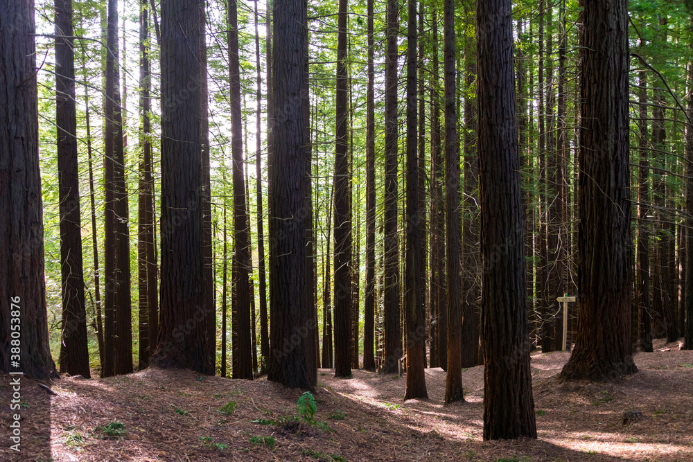 Obraz premium European big redwood forest in autumn