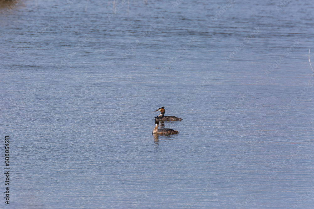 Fototapeta premium Great crested grebe (Podiceps cristatus) in Aiguamolls De L'Emporda Nature Reserve, Spain