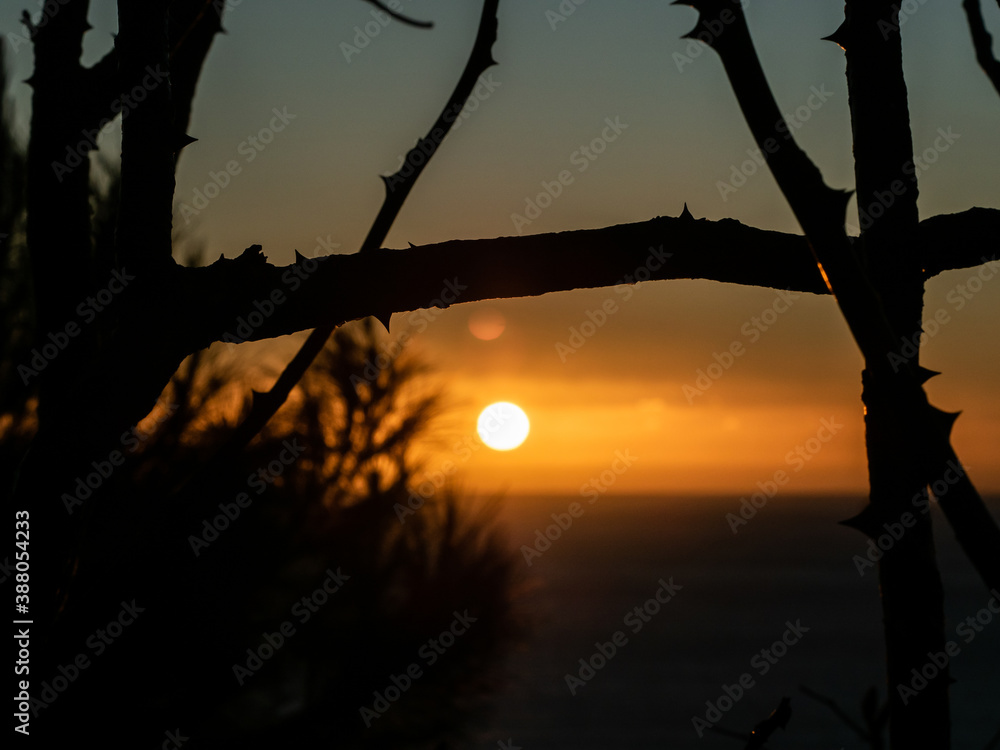 Naklejka premium amazing sunset of the Amalfi coast, Italy with dry branches and thorns, vegetation with silhouette in the foreground