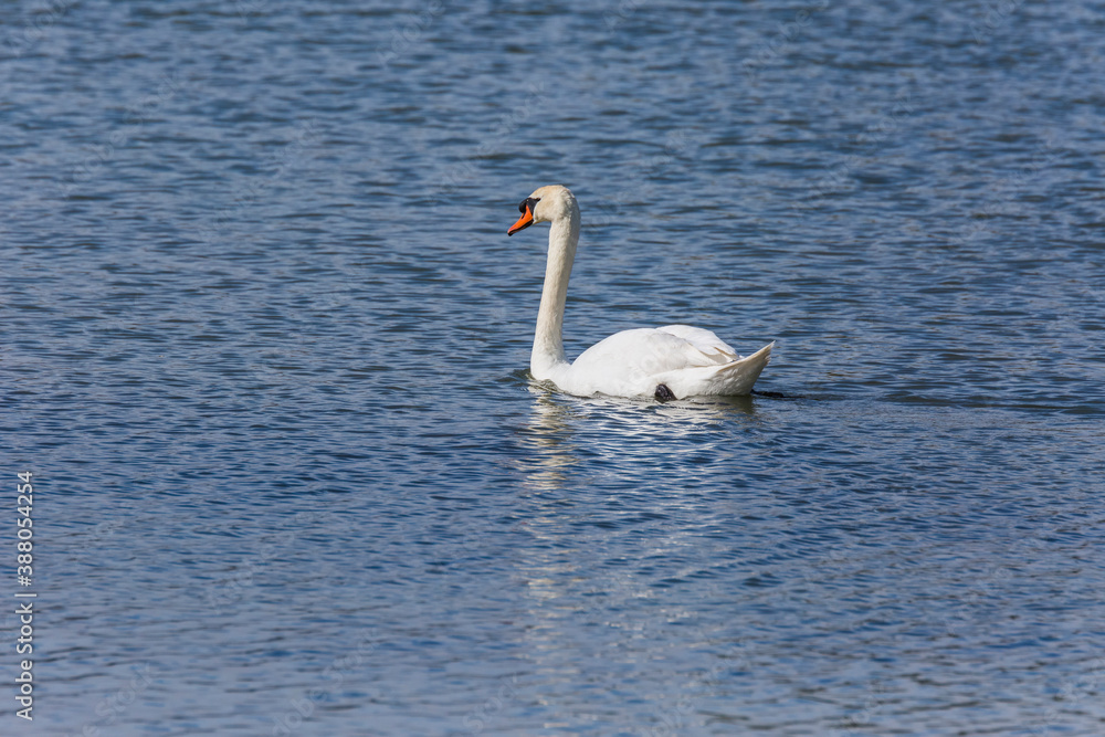Fototapeta premium Swan in spring in Aiguamolls De L'Emporda Nature Reserve, Spain