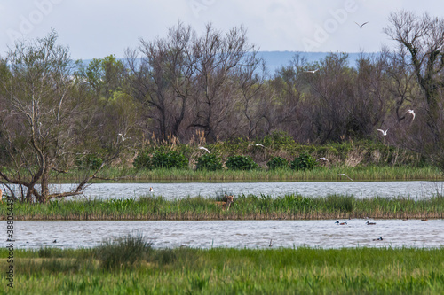 Fototapeta Naklejka Na Ścianę i Meble -  Fallow deer in Aiguamolls De L'Emporda Nature Reserve, Spain