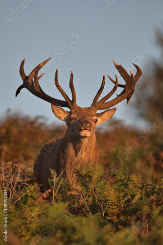 Red deer stag in early morning sunlight ( golden hour ) © Stephen Ellis 35