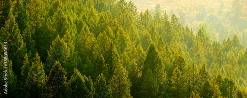 Photo Pine Trees Forest Evening Light