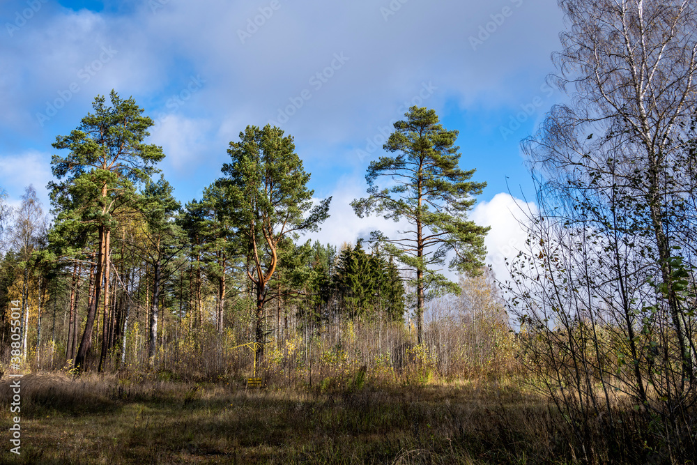 autumn landscapes with yellowed foliage on trees autumn landscapes with yellowed foliage on trees