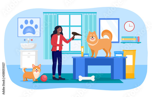 Animal care concept. A girl dries her husky or malamute dog with a hairdryer after washing. Flat cartoon vector illustration with fictional characters.