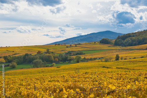 Herbstliche Weinberge oberhalb von Andlau im Elsass