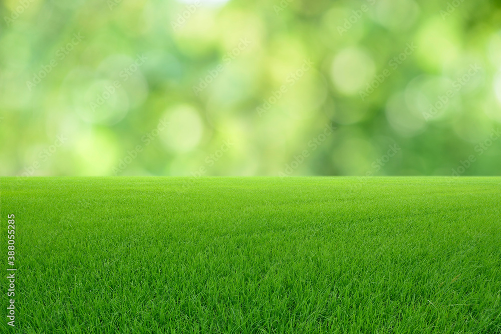 Landscape view of green grass with green bokeh background.