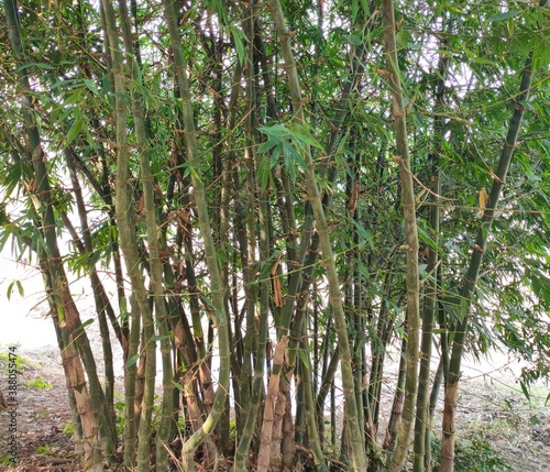 Branch of Green Bamboo plants