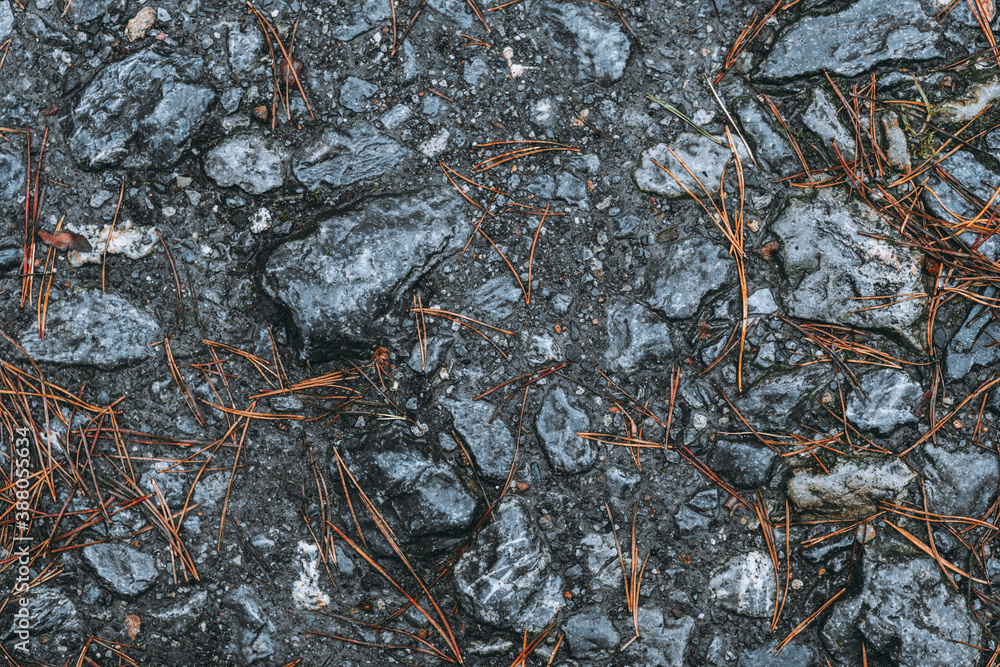 Wet stones with faded pine needles in rainy autumn day. Selective focus. 