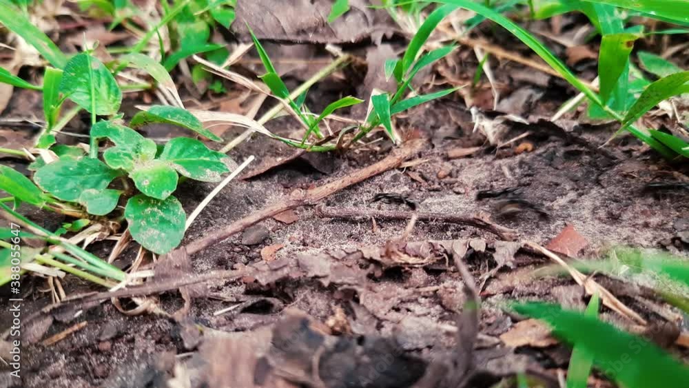 Wild Black Ants on Dirt Trail in Nature Landscape - Macro Close-up Shot Wild Black Ants on Dirt Trail in Nature Landscape - Macro Close-up Shot