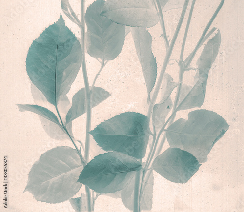 Rose branch. Daguerreotype style. Film grain. Vintage photography. Botanical negative x-rays scan. Canvas texture background. Vintage, conceptual, old retro aged postcard. Sepia, beige, grey, brown © Oksana Trygub