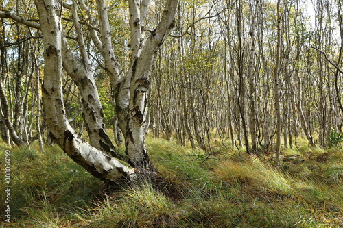 Birch forest, Isle of Amrum, Schleswig-Holstein, Germany