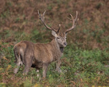 Red Deer stag in bracken.