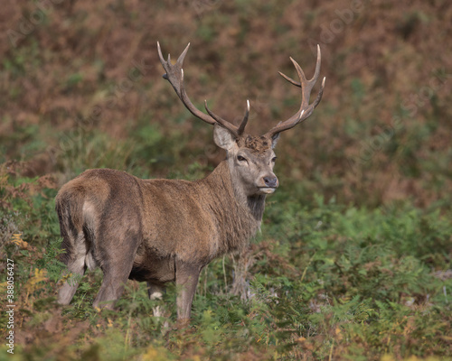 Red Deer stag in bracken. © Stephen Ellis 35