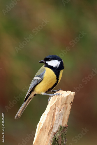 The great tit (Parus major) sitting on the branch with green background
