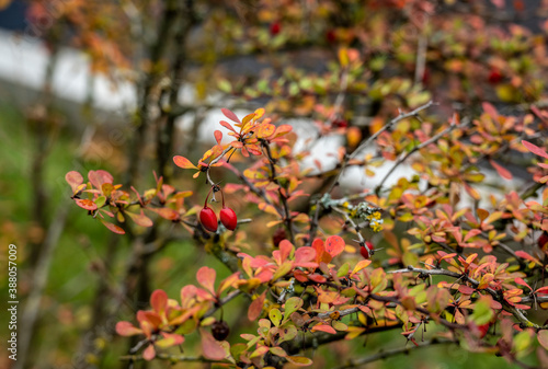 red berries on the bushes against the background of yellow leaves in the park in autumn