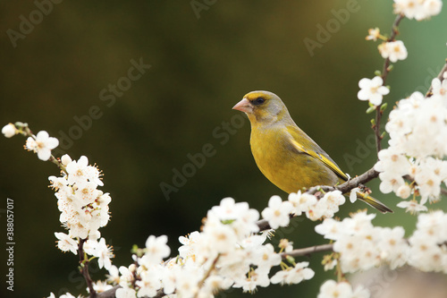 The European greenfinch, or just greenfinch (Chloris chloris), sitting on a blooming cherry twig.Greenfinch in white flowers.