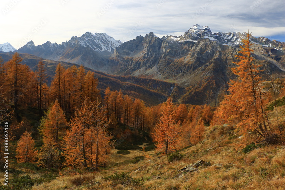 Foliage on the mountains, Alps, Europe with vibrant colors