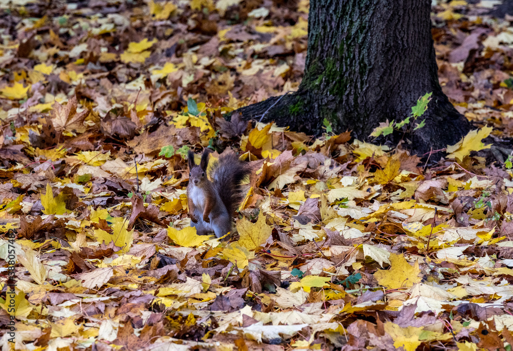 a brown squirrel on a background of yellow leaves prepares for winter and prepares food a brown squirrel on a background of yellow leaves prepares for winter and prepares food