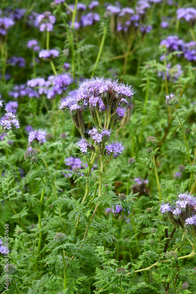 Fototapeta premium Büschelschön-Phacelia