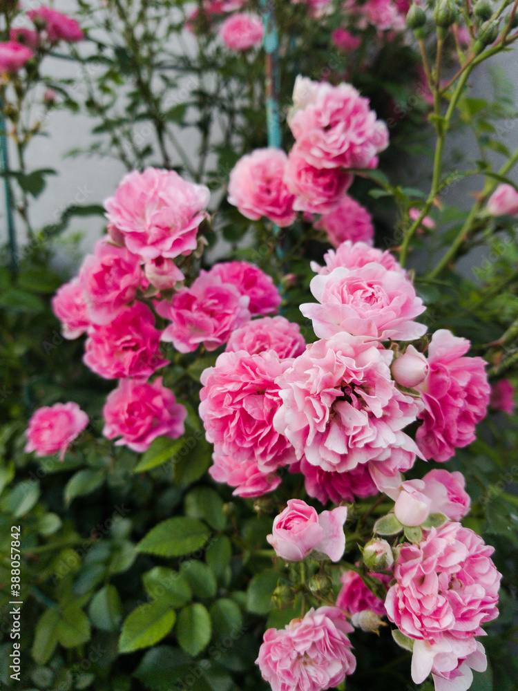 gorgeous roses in the garden