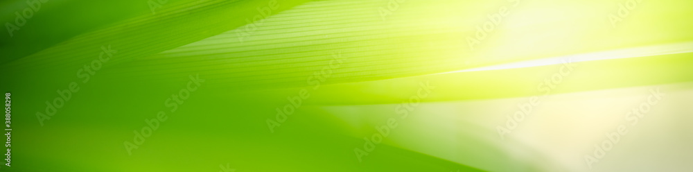 Obraz premium Nature of green leaf in garden at summer. Natural green leaves plants using as spring background cover page greenery environment ecology wallpaper