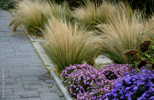 Obraz na plátně autumn flowerbed with perennials and grasses in a square with black stone cobble