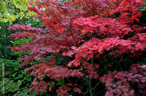 Bloodgood backdrop of a Japanese garden. It is a taller shrub of air habit. thicken the crown to create a relatively compact habitus.
  the leaves are deep red, usually seven-lobed,  not change color photo