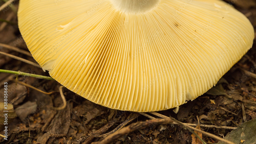 Harvesting forest mushrooms from ecologically clean places Harvesting forest mushrooms from ecologically clean places