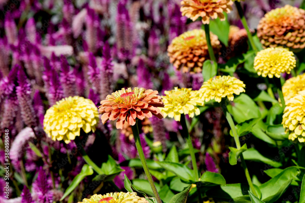 Fond fleuri Fond fleuri