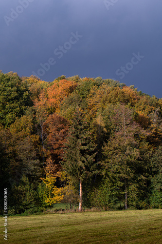 Autumn colours of german forest different trees