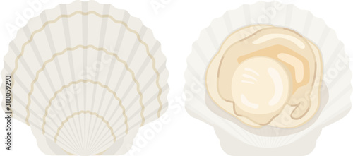 ホタテ貝のイラスト Stock Vector Adobe Stock