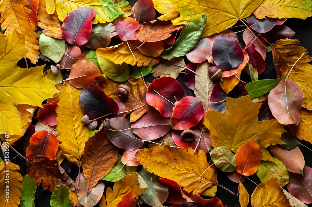 Multi-colored autumn leaves.Autumn background. Multi-colored autumn leaves.Autumn background.