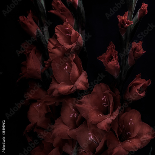 red rose petals