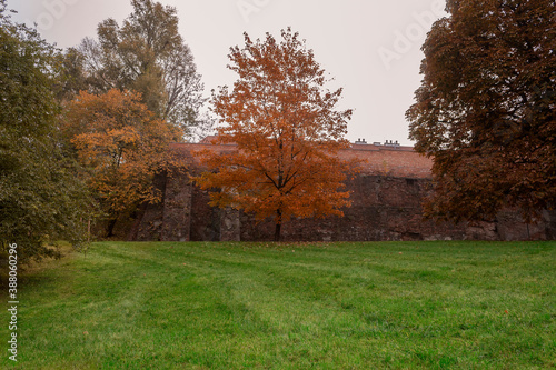 A tree with yellow leaves on a background of a green lawn © Jan Kravtsov