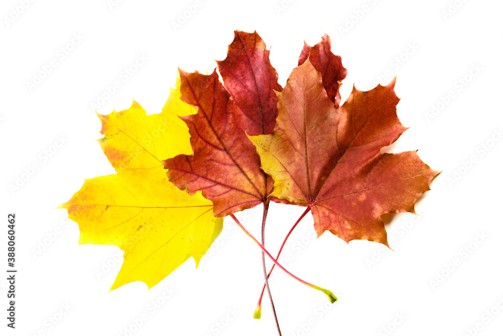 Colorful maple leaves on white background Colorful maple leaves on white background