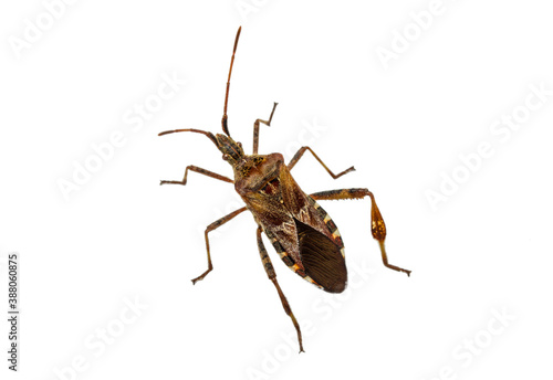 Western conifer seed bug Leptoglossus occidentalis in top view isolated on white background. Amerikanische Kiefernwanze, Zapfenwanze 