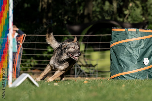 Hund im Hoopers Parcour