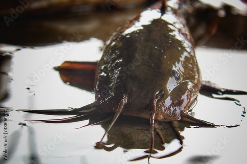 Huge hybrid magur clarias fish close up monster river catfish