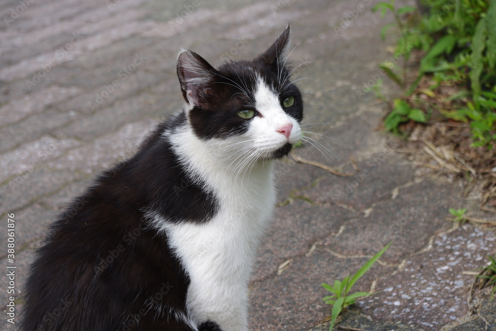 ベッドの上で香箱座りをするサビ猫 ベッドの上で香箱座りをするサビ猫
