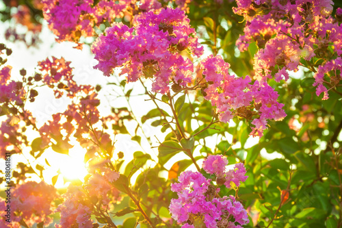 sun shines through flowering pink flowers on branches bush, blur background