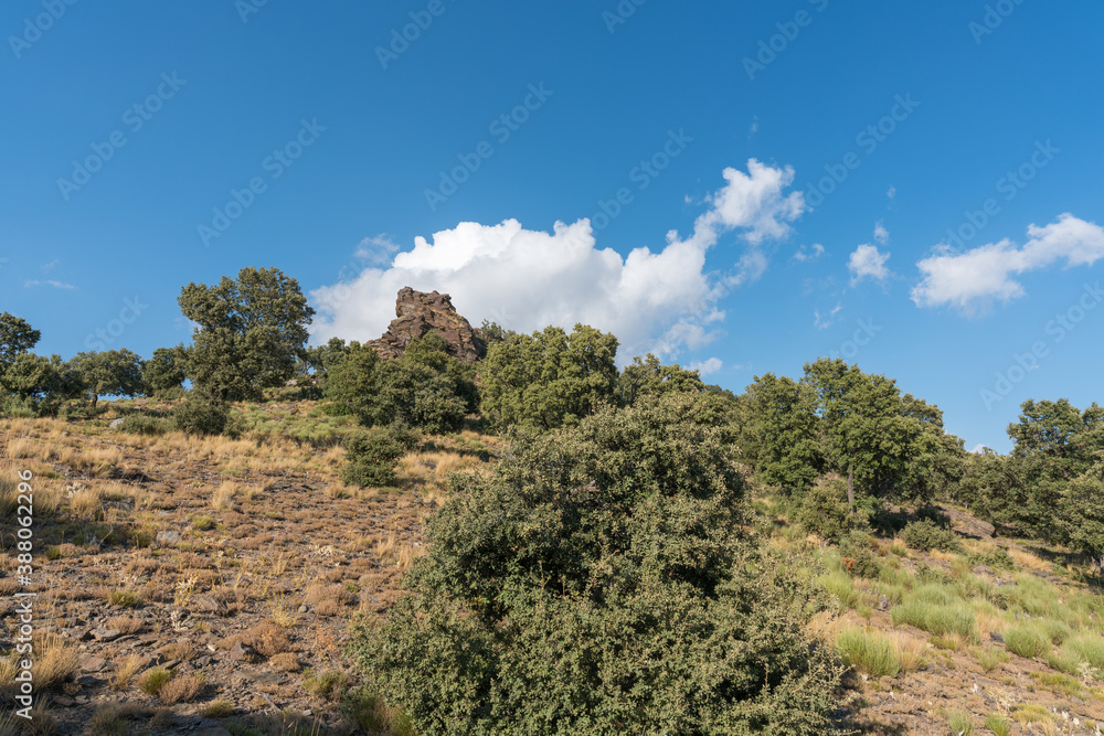 holm oak forest in the Sierra Nevada mountain holm oak forest in the Sierra Nevada mountain