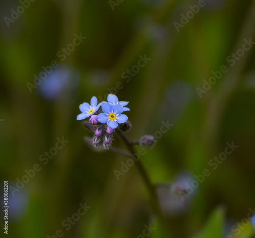 Close up photo of beautiful Field Forget-me-not (Myosotis arvensis). Photo taken in Co Louth. Ireland