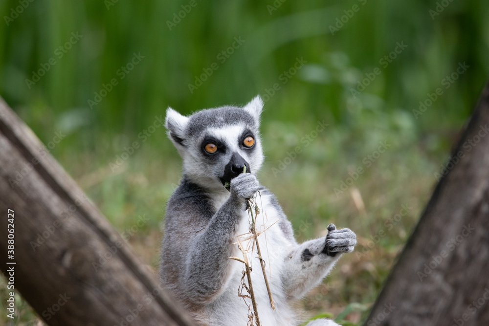 Obraz premium lemur on a tree