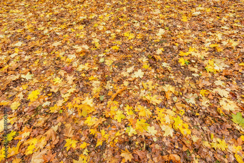 Dry maple leaves on the ground in the autumn city park.