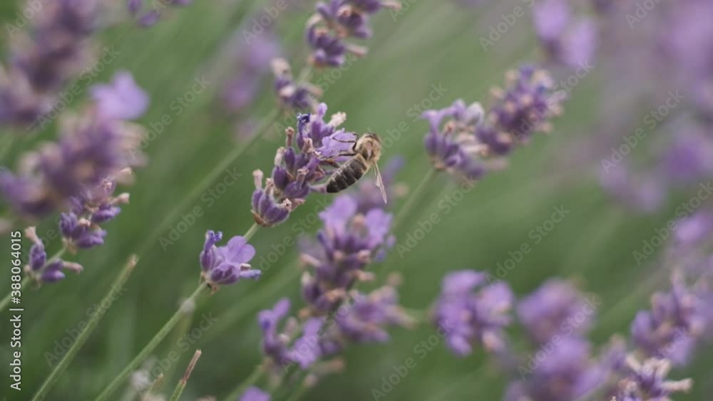 bees collect nectar on beautiful lavender flowers in the middle of a beautiful park in italy. bees collect nectar on beautiful lavender flowers in the middle of a beautiful park in italy.